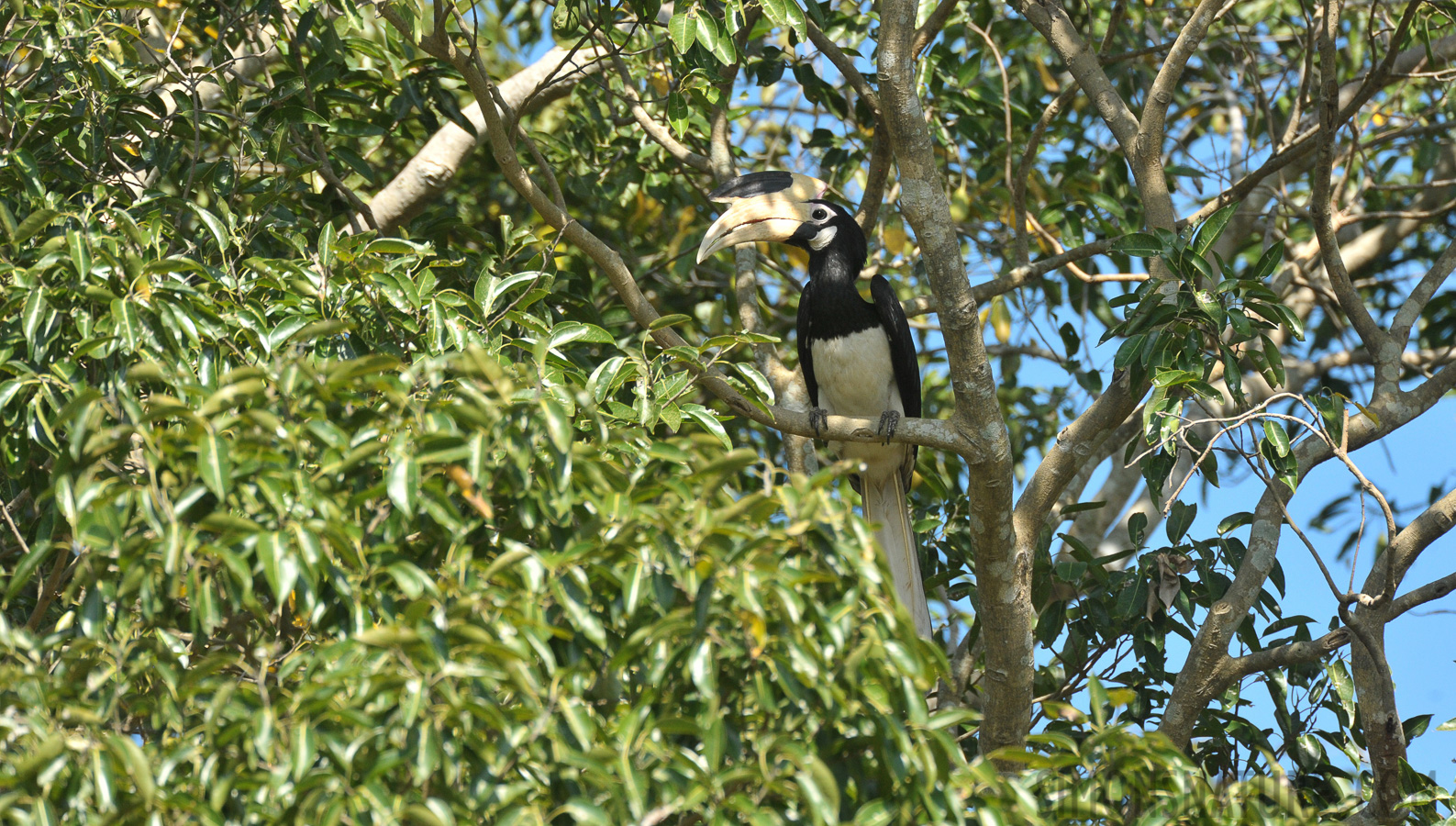 Anthracoceros coronatus [550 mm, 1/1250 sec at f / 8.0, ISO 1600]